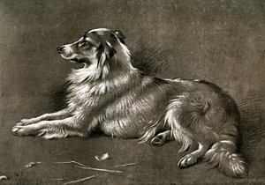 Bir Çoban Köpeği, 1901 by Unbekannt