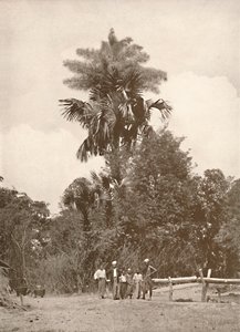 Çiçekte Bir Talipot Palmiye, 1900. by Unbekannt