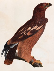 Kahverengi bir kuşun renkli çizimi by Unbekannt