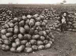 Landskrona yakınlarında, hasat edilmiş şalgam yığınları olan küçük bir kız, İsveç, 1910 by Unbekannt