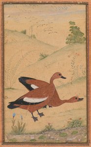 Bir çift Brahminy ördeği, c. 1595, sınırlar muhtemelen 1800