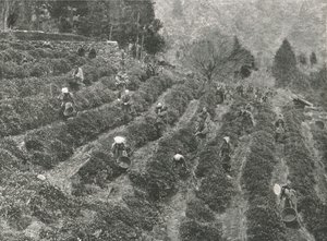 Kasabanın dışında bir çay tarlası, Kobe, Japonya, 1895. by Unbekannt