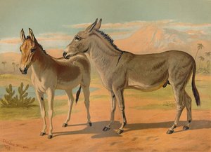 Habeş Vahşi Erkek Eşek ve Dişi Hint Onager, c1879. by Unbekannt