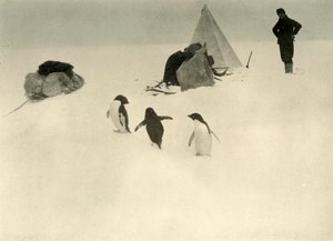 Adelie Penguenler bir Kampı ziyaret ediyor c1908, 1909. by Unbekannt