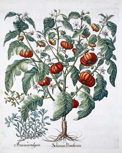 Afrika Domates ve Mercanköşk bitkileri, 1613 by Unbekannt
