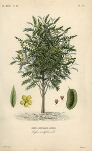 İskenderiye senna, Senna alexandrina, Cassia acutifolia, Sene a feuilles aigues by Unbekannt