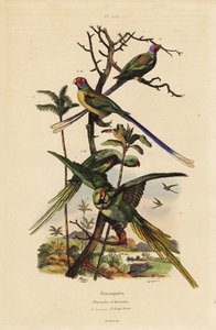 Alexandrine muhabbet kuşu, Psittacula eupatria ve uzun kuyruklu muhabbet kuşu, Psittacula longicauda by Unbekannt