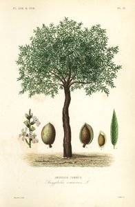 Badem ağacı, Prunus dulcis, Badem ağacı by Unbekannt