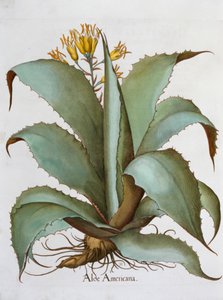 Amerikan Aloe Aloe Americana, 1613 by Unbekannt