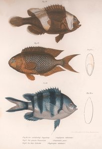 Amphiprion bifasciatus. Pomacentris pavo. Glyphisodo, c.1850