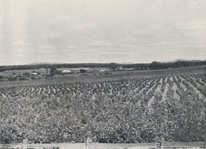 Bir Avustralya Üzüm Bağı, 1923. by Unbekannt