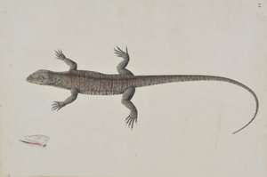 Bir Hint Bish-Copra Kertenkele, Ca. 1790. by Unbekannt