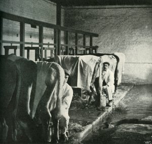 Walker-Gordon Çiftliğinde Güncel Bir Sağım Barakası, 1902. by Unbekannt