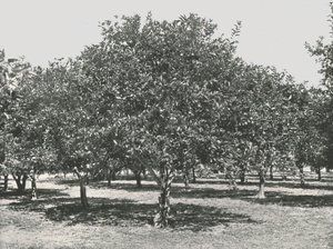Şehrin yakınında bir portakal bahçesi, St Augustine, ABD, 1895. by Unbekannt