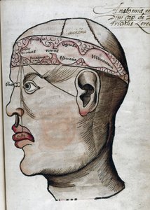 16. yüzyıl anatomisi: farklı beyin fonksiyonlarının ve bunlara bağlı kafa organlarının yerlerinin incelenmesi için beyin bölümü by Unbekannt