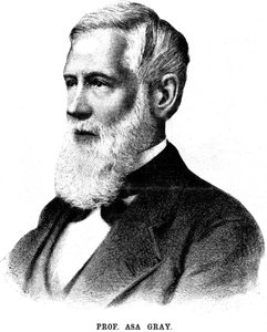 Asa Gray, Amerikalı botanikçi, 1888 by Unbekannt