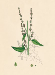 Atriplex Smithii. Smiths Orache, 19. Yüzyıl by Unbekannt