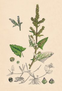 Atriplex deltoidea. Üçgen yapraklı Orache, 19. yy by Unbekannt