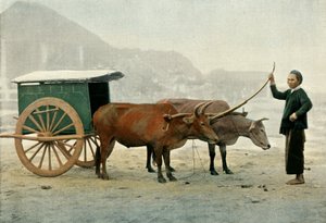 Attelage Annamite, Annamite Boyunduruk, 1900. by Unbekannt