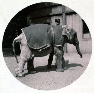 "Hayvanat bahçesindeki bebek fil", 1890 ayetleri by Unbekannt