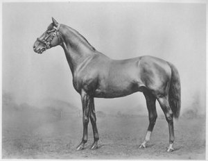 Bekarlar Düğmesi. Winkfield - Hanımefendi, 1911 by Unbekannt