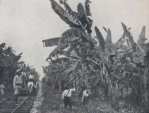 Muz Ovası, 1924 by Unbekannt