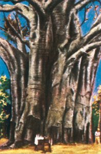 Baobab ağaçları, Usambara Dağları, c1928. by Unbekannt