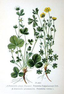 Çorak çilek ve bahar beşparmakotu, 1893 by Unbekannt