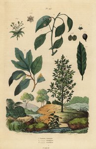 Defne defnesi, Laurus nobilis 1, kafur ağacı, Cinnamomum camphora 2 ve sassafras, Sassafras albidum 3 by Unbekannt