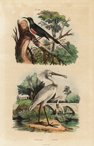 Güzel güneş kuşu, Cinnyris pulchella ve sıradan kaşıkçı, Platalea leucorodia by Unbekannt