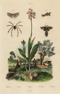 Arı orkidesi, Ophrys apifera 1, orkide maymunu, Orchis simia 2, paslı tussock güvesi, Orgyia antiqua 3, yirmi tüylü güve, Alucita hexadactyla 4 ve Oribata geniculata mite 5 by Unbekannt