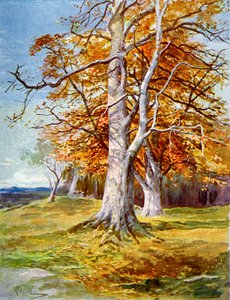Kayın Ağacı, Sonbahar, 1900 by Unbekannt