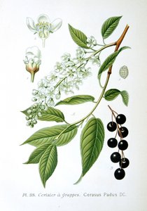 Kuş kirazı, 1893 by Unbekannt