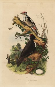 Kara ağaçkakan, Dryocopus martius ve büyük benekli ağaçkakan, Dendrocopos major by Unbekannt