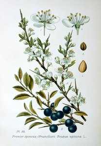 Karaçalı, 1893 by Unbekannt