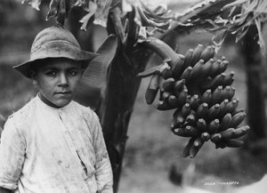 Bir ağaçta büyüyen muzlu çocuk, Tenerife, Kanarya Adaları, İspanya, c1920s-c1930s by Unbekannt