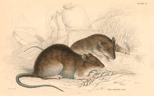 Kahverengi sıçan Rattus rattus, 1828 by Unbekannt
