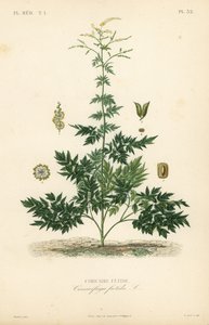 Bugbane veya kohosh, Actaea cimicifuga, Cimicifuga foetida, Cimicaire fetide by Unbekannt