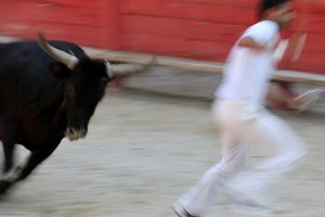Boğa güreşi (Kurs camarguaise). Amacın bir boğanın başından bir rozet kapmak olduğu kansız bir gösteri (boğalar için), Vallabregues, Fransa by Unbekannt