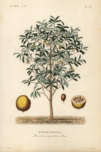 Su kabağı hindistan cevizi, Monodora myristica, Monodore aromatique by Unbekannt