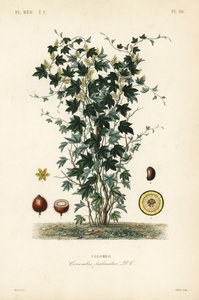 Calumba ağacı, Jateorhiza columba, Cocculus palmatus, Colombo by Unbekannt