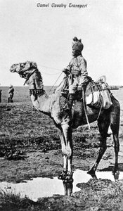 Deve süvari taşımacılığı, Hindistan, 20. yüzyıl by Unbekannt