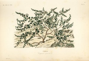 Kapari çalısı veya Flinders gülü, Capparis spinosa, Kaprier by Unbekannt