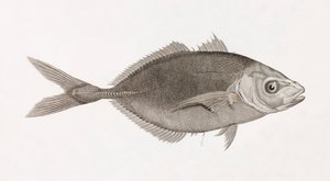 Caranx Lune, yakın çekim by Unbekannt