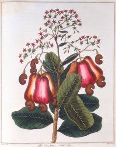 Kaju fıstığı - Anacardium occidentale, c1798 by Unbekannt