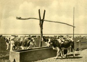 Sığır bir çukurda içiyor, Burgenland, Avusturya, c1935. by Unbekannt