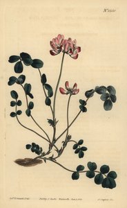 Çin milkvetch veya Şemsiyeli astragalus, Astragalus sinicus by Unbekannt