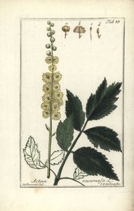 Cimicifuga Cimicifuga racemosa veya Karayılan otu, Actaea racemosa (actee a grappe) by Unbekannt