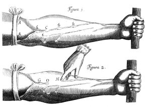 Kan dolaşımı, 1628 by Unbekannt