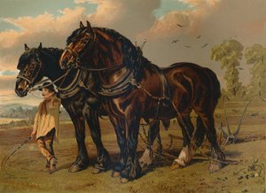 Clydesdale Aygırı ve Kısrak, c1879. by Unbekannt